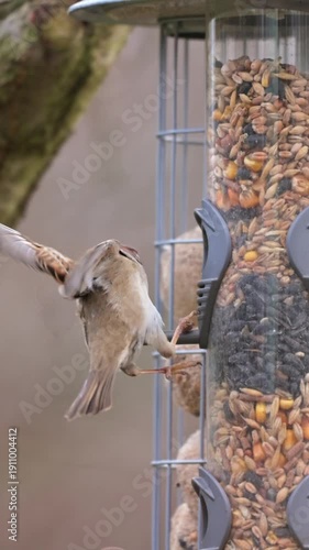 Group of sparrows around feeder waiting for food and feeding on seeds in slow motion winter season detailed close views of common birds