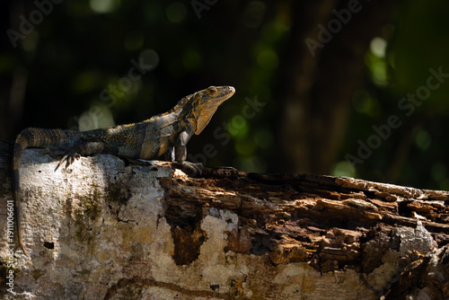 Ctenosaura similis, commonly known as the black iguana or black spiny-tailed iguana, large male sitting in a tree branch with a green background.