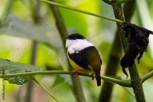 White-collared manakin (Manacus candei), a small songbird sitting on a thin twig.