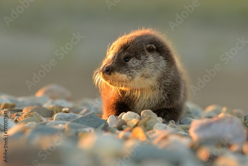 Eurasian otter Lutra lutra cute darling young brown meadow animal in nature, draw near village, runs fast, cubs beautiful Europe