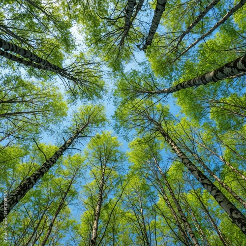 A vibrant view looking straight up into the dense canopy of tall birch trees, showcasing bright green foliage against a clear blue sky backdrop ,pattern ,leaves ,atmosphere