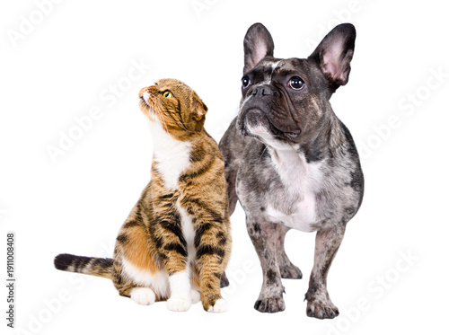 Εκτύπωση καμβά Scottish Fold cat and French Bulldog together looking away isolated on white bac