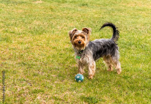 Yorkshire Terrier with a ball in the garden, enjoying outdoor playtime.