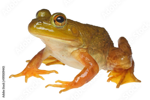 Obraz na plátne Lithobates catesbeianus, American Bullfrog, white background.