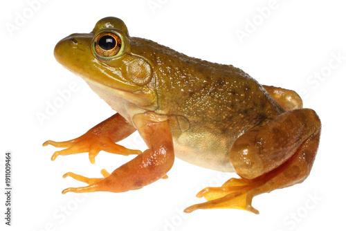 Tableau sur toile Lithobates catesbeianus, American bullfrog
