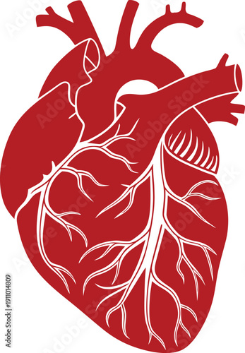 Anatomical illustration of a red human heart on a white background