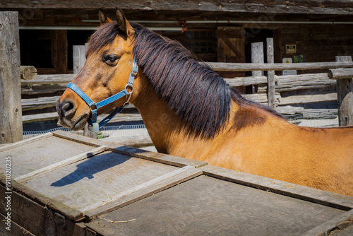 Close-up profile of a brown horse wearing a blue halter inside a rustic wooden stable on a sunny day