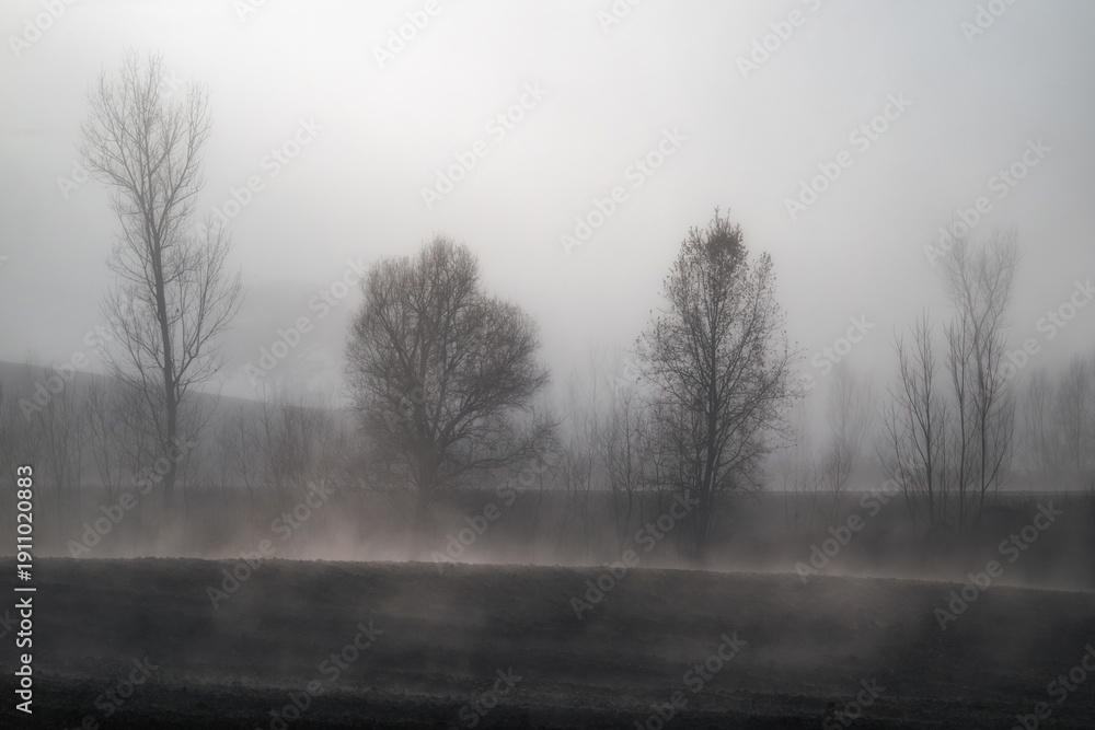 Fototapeta premium Misty morning silence in a secluded forest, where bare trees stand as silent sentinels in the fog. Perfect for evoking mystery, calm, and introspection in visual storytelling