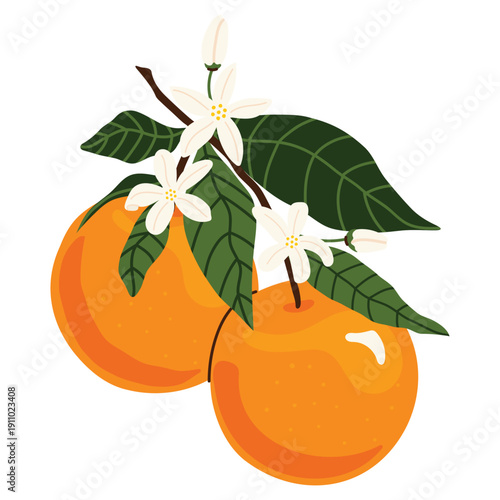 Fresh and bright branch of oranges with blossoms and green leaves. Citrus fruit collection, orange fruit, juicy food, healthy nutrition, organic product, natural vitamins. Perfect for stickers, cards