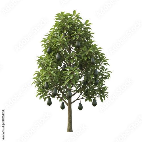 avocado tree Silhouette of a lush green tree isolated on transparent background