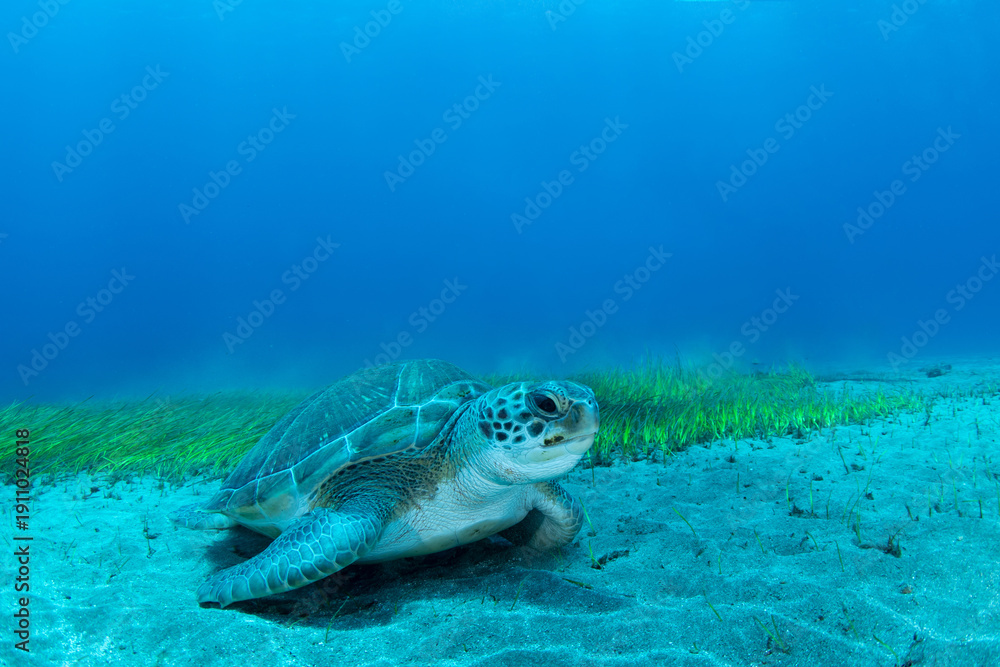 Obraz premium Green sea turtle (Chelonia mydas) feeding on seagrass, Abades, Tenerife, Canary Islands, Spain