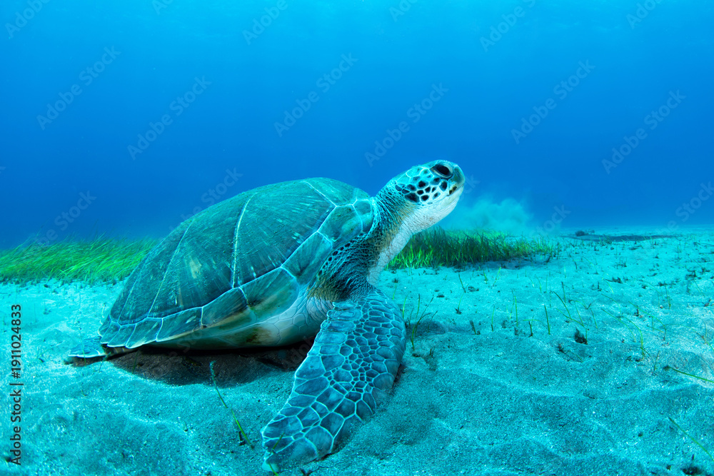 Fototapeta premium Green sea turtle (Chelonia mydas) feeding on seagrass, Abades, Tenerife, Canary Islands, Spain