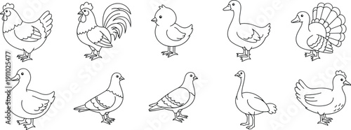 Cartoon Farm Birds Line Art Collection with Chickens, Ducks, Turkeys, and Pigeons Outline
