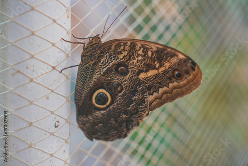 Butterfly Close up Picture