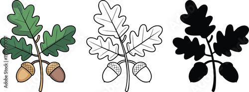Oak branch with leaves and acorns silhouette & Outline and illustration set isolated on transparent background
