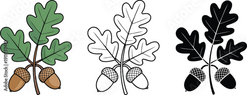 Oak branch with leaves and acorns silhouette & Outline and illustration set isolated on transparent background
