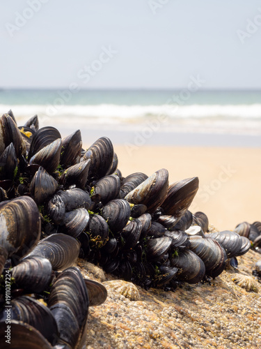 Mussels growing on rock by ocean beach
