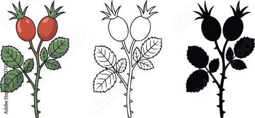Rosehip branch with berries silhouette & Outline and illustration set isolated on transparent background