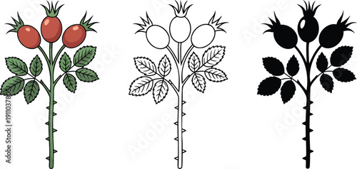 Rosehip branch with berries silhouette & Outline and illustration set isolated on transparent background