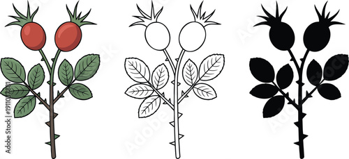 Rosehip branch with berries silhouette & Outline and illustration set isolated on transparent background