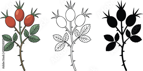 Rosehip branch with berries silhouette & Outline and illustration set isolated on transparent background