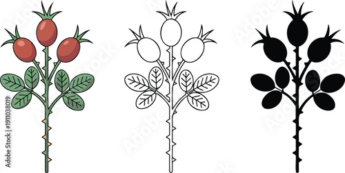 Rosehip branch with berries silhouette & Outline and illustration set isolated on transparent background