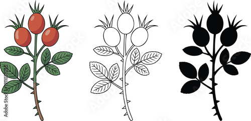 Rosehip branch with berries silhouette & Outline and illustration set isolated on transparent background