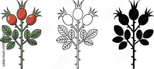 Rosehip branch with berries silhouette & Outline and illustration set isolated on transparent background