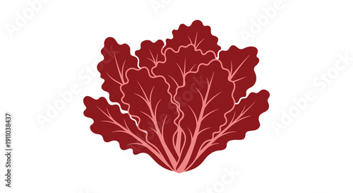A stylized illustration depicts a vibrant red radicchio lettuce head with prominent veining and ruffled edges high quality