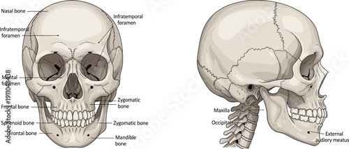 Human skull anatomy diagram anterior and lateral view, labeled frontal nasal sphenoid zygomatic mandible maxilla occipital auditory foramen illustration