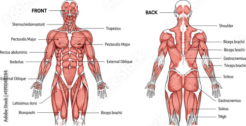 Human muscular system anatomy diagram front and back view, labeled sternocleidomastoid pectoralis rectus abdominis trapezius biceps triceps gastrocnemius soleus
