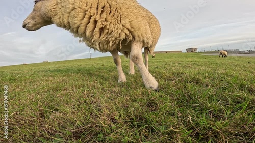 Sheep on the meadow coming close and kissing the camera