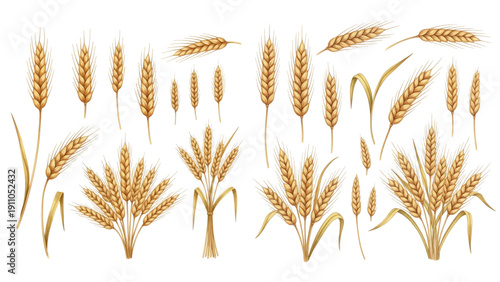 A charming watercolor collection of golden wheat stalks, including ripe grain heads, bundled sheaves, delicate barley spikes, and flowing harvest stems in warm rustic tones.