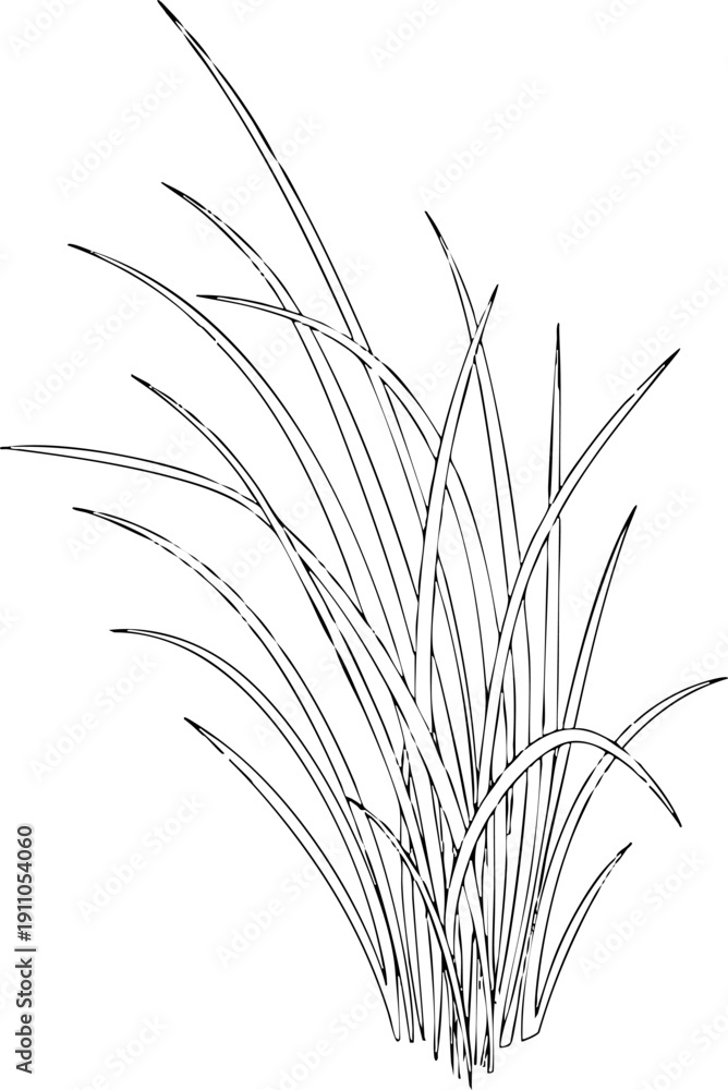 Naklejka premium Hand drawn monochrome sketch of long wild growing grass clump.