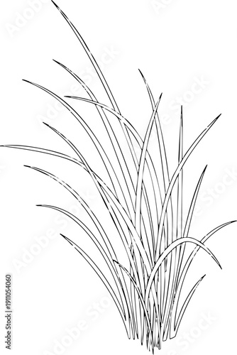Hand drawn monochrome sketch of long wild growing grass clump.