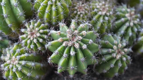 Green cactuses grow in ground. Cacti with thorns, zoom-in video
