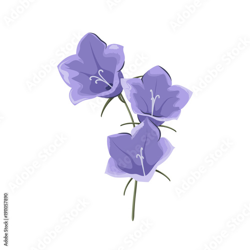 Bellflower flowers on a white background. Vector.
