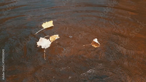 Fallen autumn leaves float on the dark water surface. Drops fall into the water, creating circles. Slow motion.