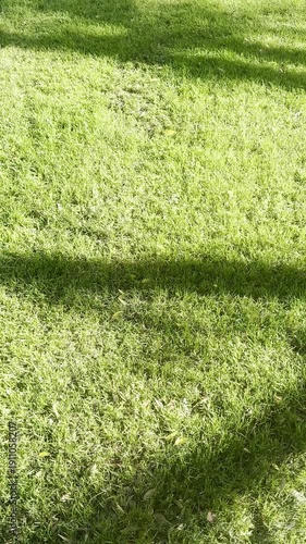 Sunlight casts long shadows across a vibrant green grassy lawn creating a peaceful natural outdoor scene with bright colors and soft texture under clear sky