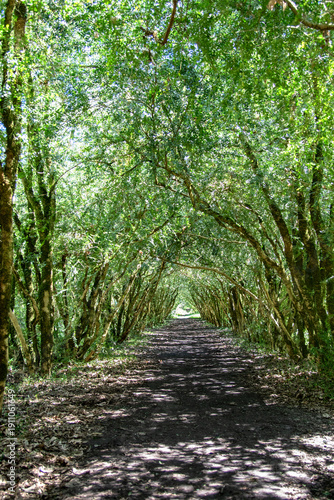 footpath in the forest