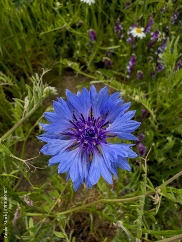 Centaurea Flower in Lush Garden Meadow - Close Up Natural Photography
