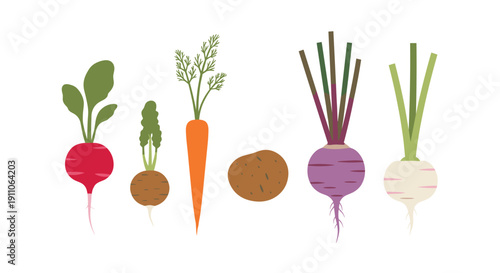 A collection of various fresh root vegetables including radishes, carrots, potato, turnip, and beetroot stand side by side.