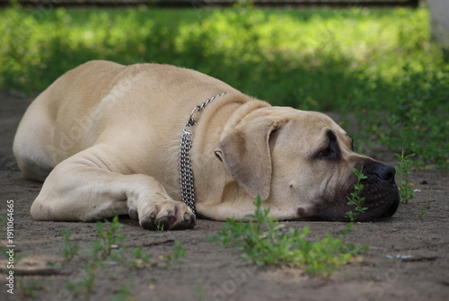 Canvastavla english mastiff puppy