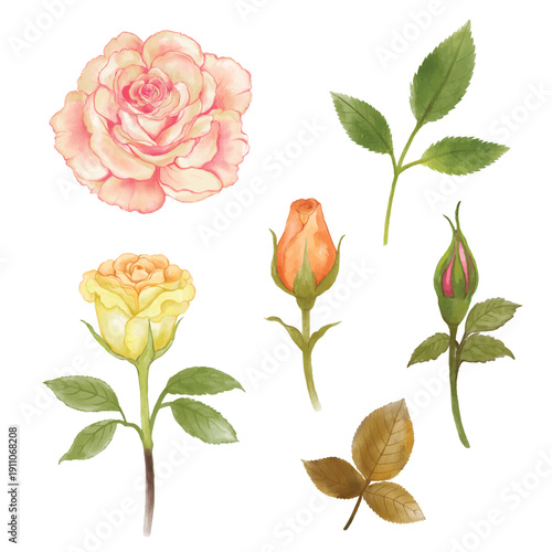 Watercolor vector of roses flower set and green leaves vector illustration. Beautiful floral for your designs texture, cosmetics packaging, postcards, posters, backgrounds, fabric, notebooks