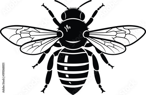 Black and white bee illustration, detailed insect vector art, top view design with wings and stripes, educational entomology concept, nature inspired graphic icon