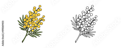 Mimosa flower branch with yellow fluffy balls and green leaves in cartoon style and black outline for spring holiday decoration and coloring page on white background