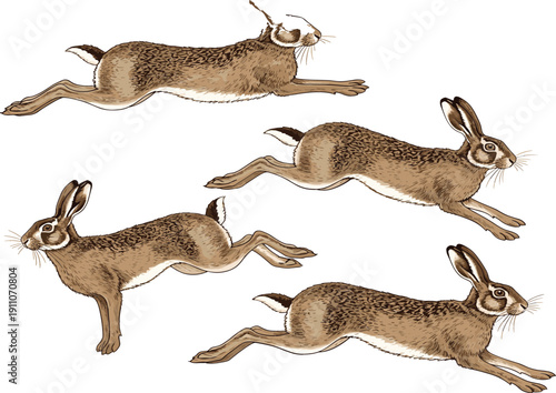 Vintage hand drawn running hare illustration set featuring wild rabbit motion poses, classic engraving style wildlife vector isolated on white