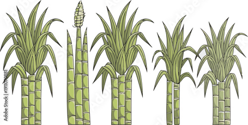 Sugarcane Growth Stages Highlights the different developmental phases of the plant as shown in the multiple groupings.