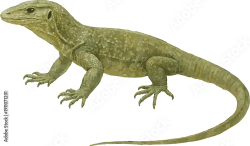 Vector watercolor illustration of a Gray's monitor