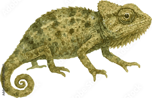 Vector watercolor illustration of a bearded pygmy chameleon